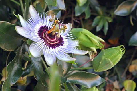 Passion flower Foto stock