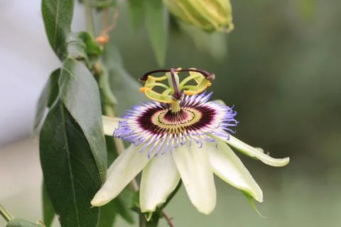 Passion Flower Stock Photos
