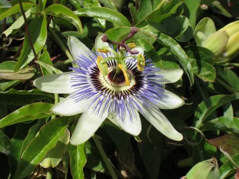Passion flower Stock Photos