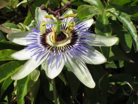 Passion flower Stock Photos