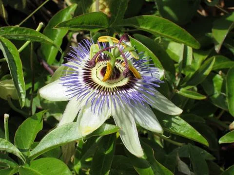 Passion flower Stock Photos