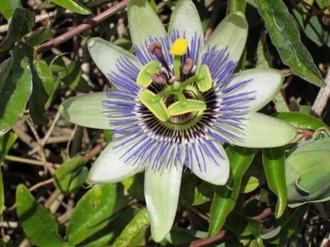 Passion flower Stock Photos