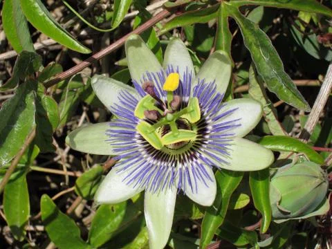 Passion flower Stock Photos