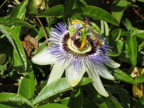 Passion flower Stock Photos