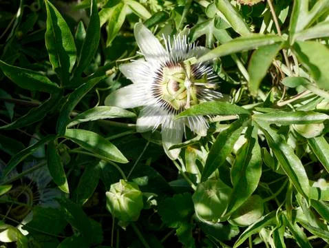 Passion flower Stock Photos
