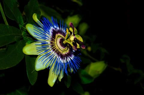 Passion Flower Stock-Fotos