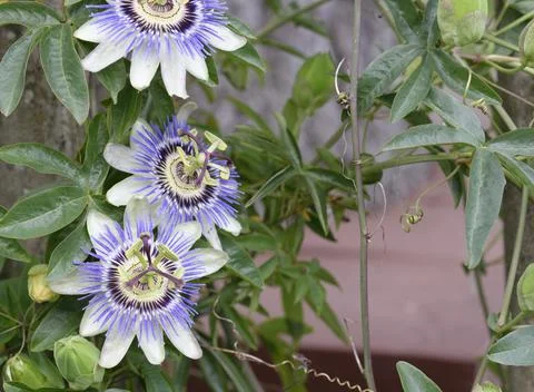 Passion flower Stock Photos