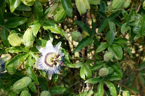 Passion flower Stock Photos