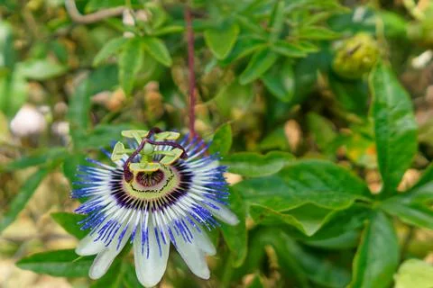 Passion flower Stock Photos