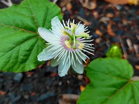 Passion flower Stock Photos