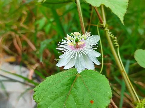 Passion flower Stock Photos