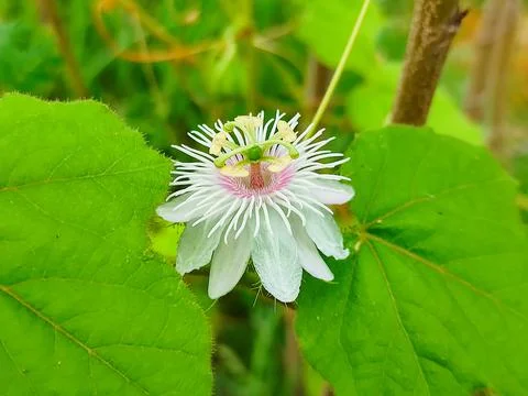 Passion flower Stock Photos