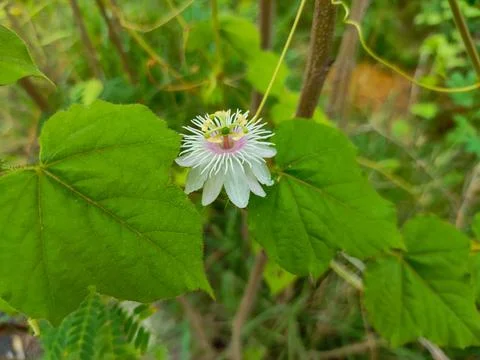 Passion flower Stock Photos