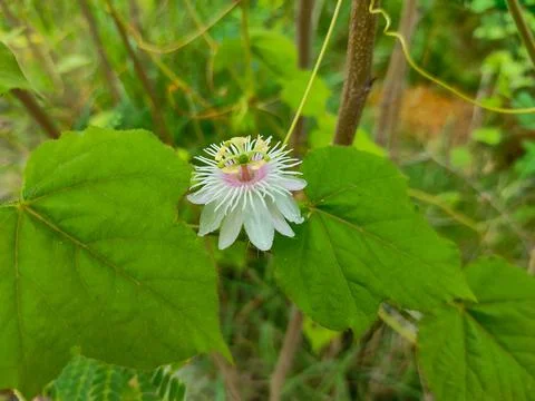 Passion flower Stock Photos