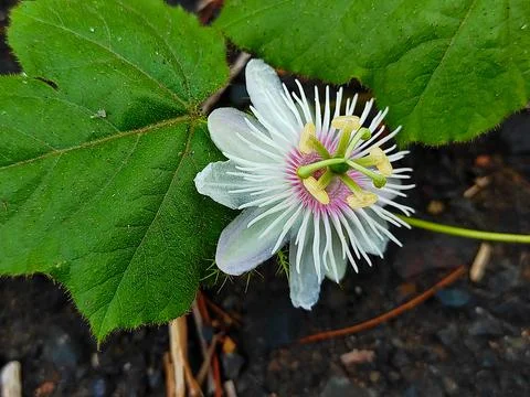 Passion flower Stock Photos