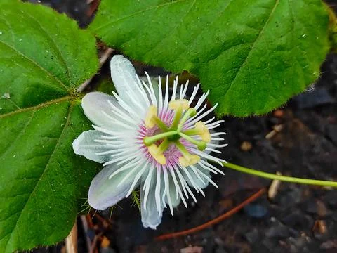 Passion flower Stock Photos