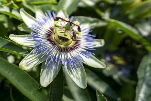 Passion flower Stock Photos