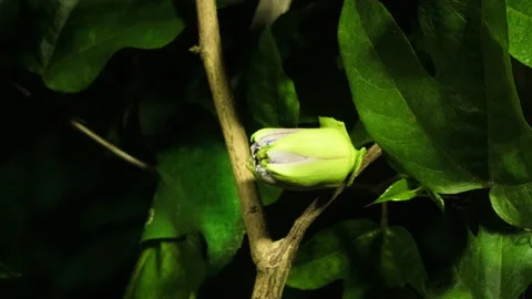 Passion flower rotation bloom 스톡 동영상 225617765