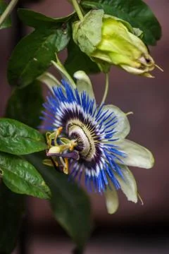 Passion Flower from Side 写真素材