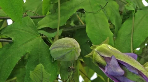 Passion flower timelapse closeup Stock Footage 8983088
