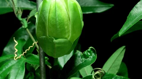 Passion Flower Timelapse Stock Footage 7974837