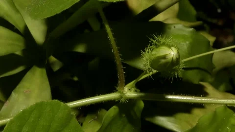 Passion Flower timelapse Stock Footage 143682022