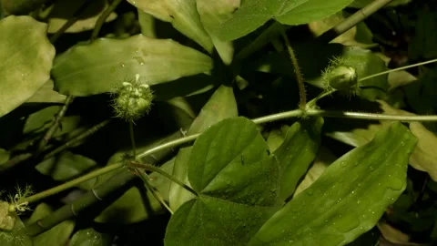 Passion Flower timelapse Stock-Footage 143682181