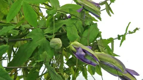 Passion flower timelapse wider Stock Footage 8983083