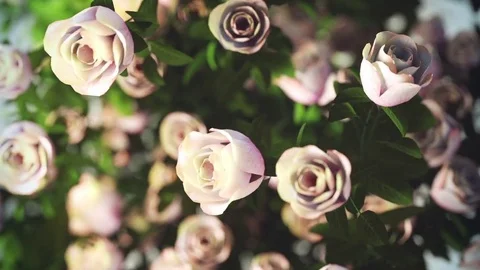 Passion Flowers hd Stock Footage 81097026