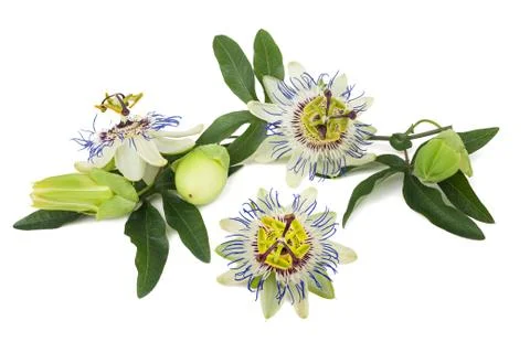 Passion flowers Stock Photos