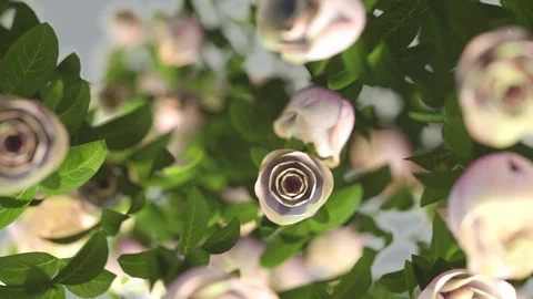 Passion Flowers Transition Stock Footage 85746568