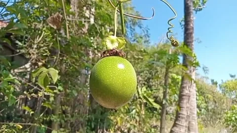 Passion fruit is already hanging. Stock Footage 339203178