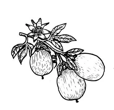 Passion fruit branch vector art. Exotic maracuya with flower and leaves Stock Illustration