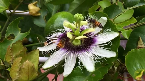 Passion fruit flower with bees Stock Footage 136190115