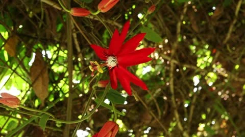 Passion fruit flower 動画素材 10832359