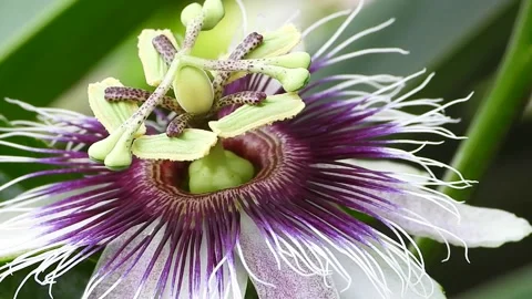 Passion fruit flower Stock Footage 203837316