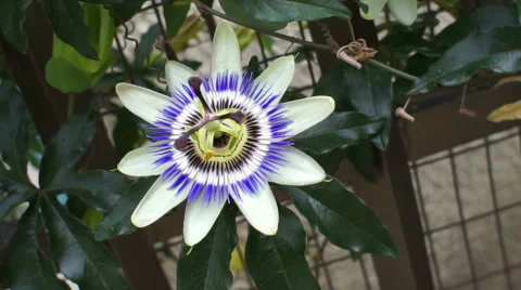 Passion Fruit Flower Handheld Stock Footage 57373870