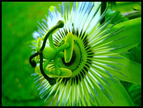 Passion fruit flower macro background wallpaper fine art prints Stock Photos