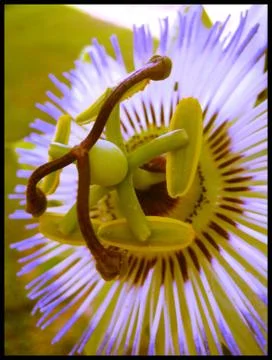 Passion fruit flower macro background wallpaper fine art prints Stock Photos