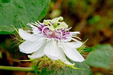 Passion fruit flower Stock Photos