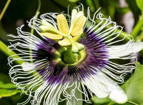 Passion Fruit Flower Stock Photos