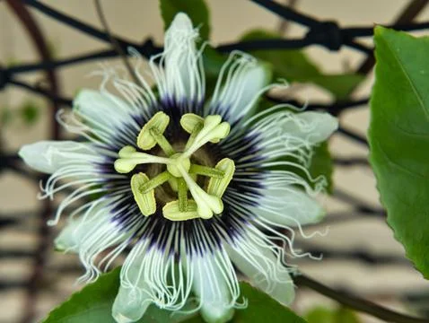 Passion fruit flower Stock Photos