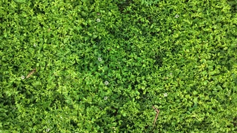 Passion Fruit Flower Vines Stock Footage 335153879