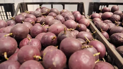 Passion Fruit Vídeo Stock 202634126