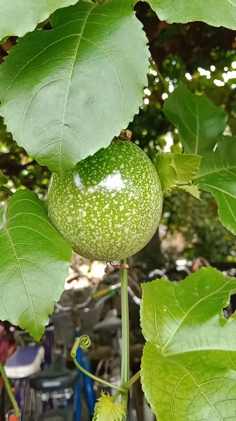 Passion fruit Video stock 221456859