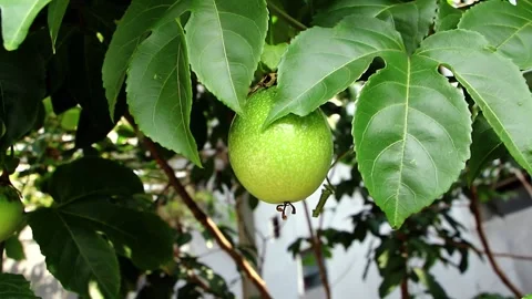 Passion fruit Stock Footage 283244889