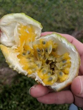 Passion fruit in hand Stock Photos