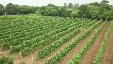PASSION FRUIT HARVEST Stock Footage 322018357