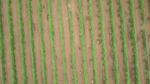 PASSION FRUIT HARVEST Stock Footage 322018359