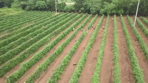 PASSION FRUIT HARVEST Stock Footage 322018362